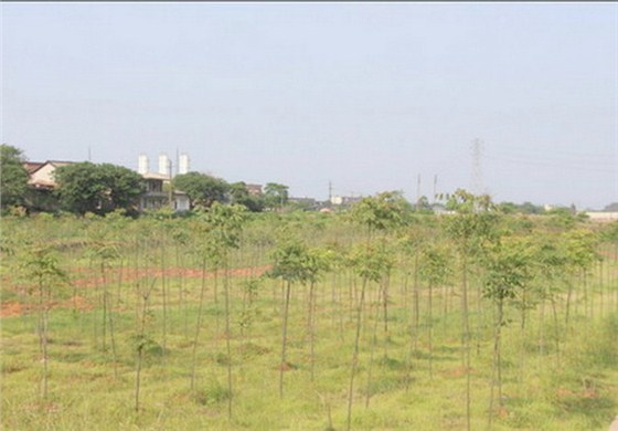 常宁水松地区重金属污染治理绿地效果图 常宁水松地区重金属污染治理绿地效果图