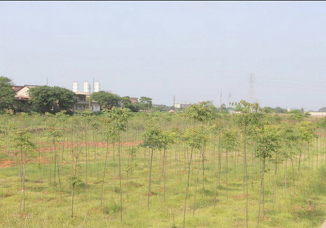 常宁水松地区重金属污染治理绿地效果图 常宁水松地区重金属污染治理绿地效果图